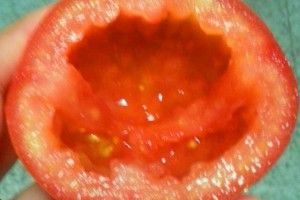 tomate aberto